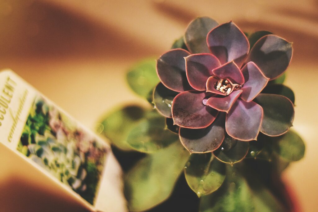 purple flower with green leaves